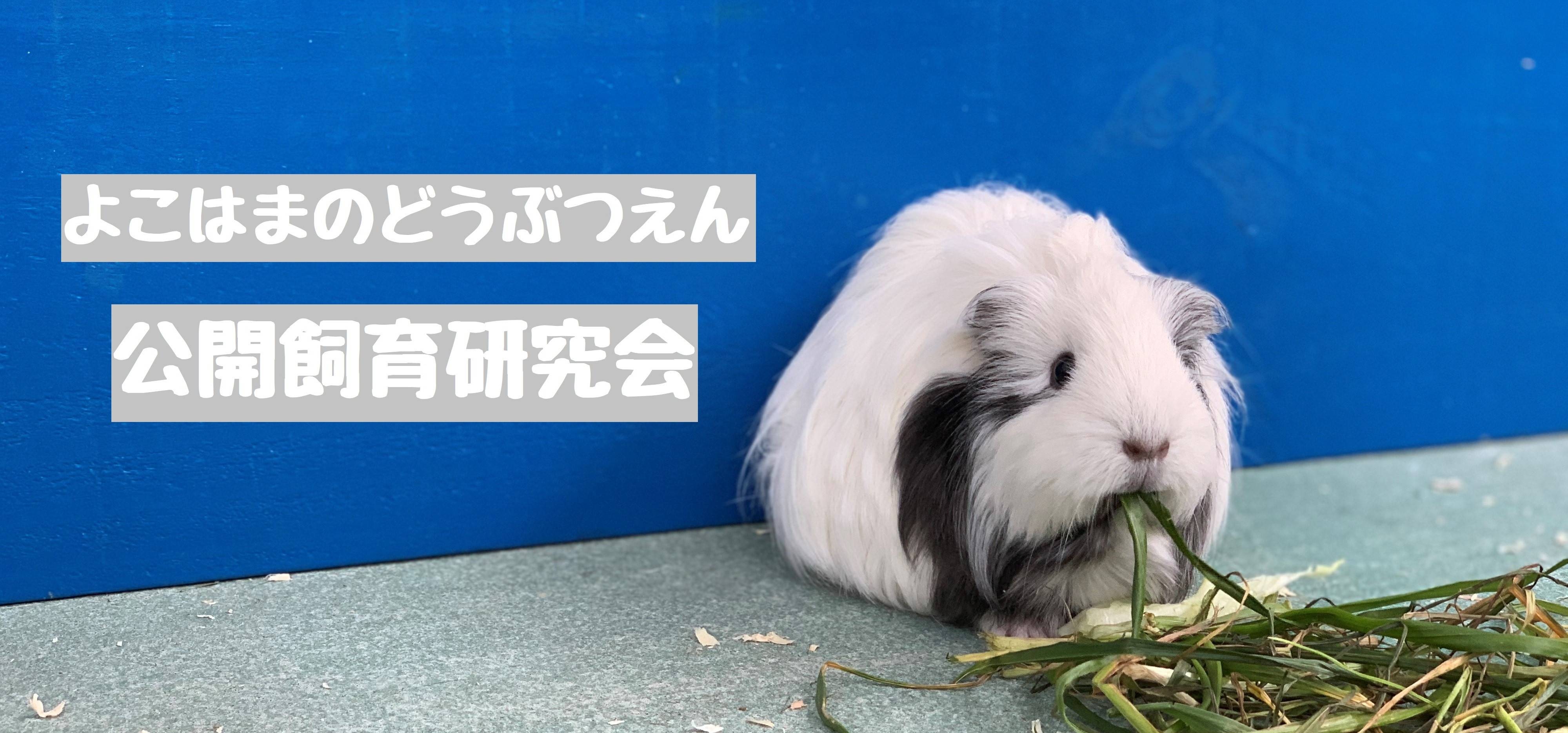 よこはまのどうぶつえん「公開飼育研究会」の動画を配信しますの写真