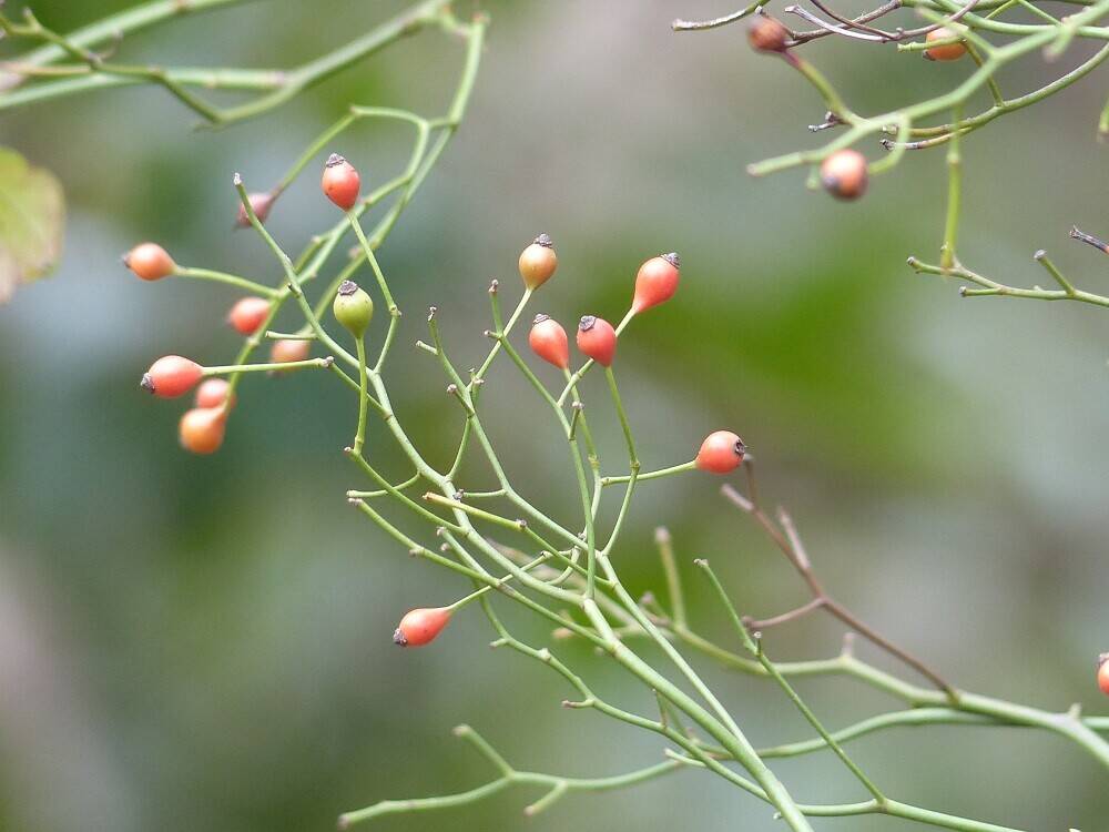 P1550472 - コピー.jpg