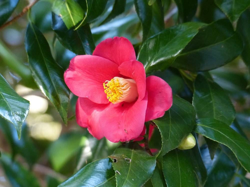 P1480652 - コピー.jpg