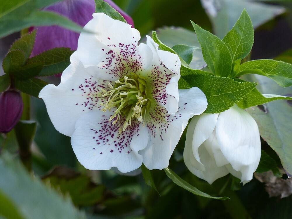 P1560259 - コピー.jpg