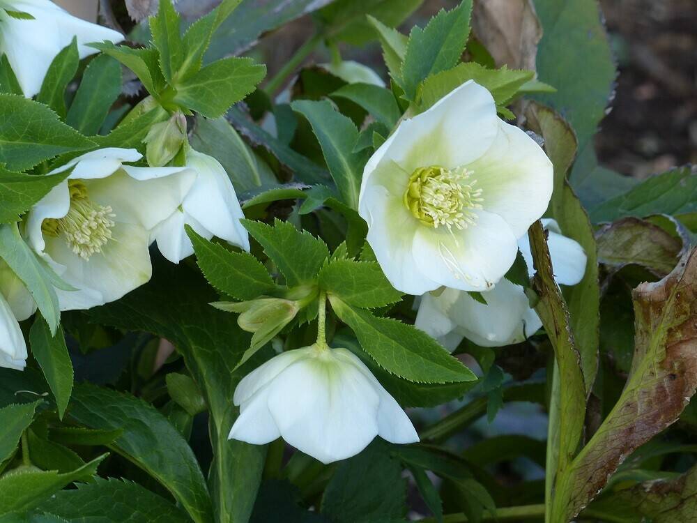 P1560272 - コピー.jpg