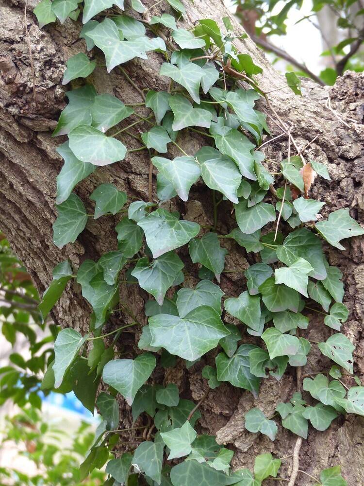 P1550451 - コピー.jpg