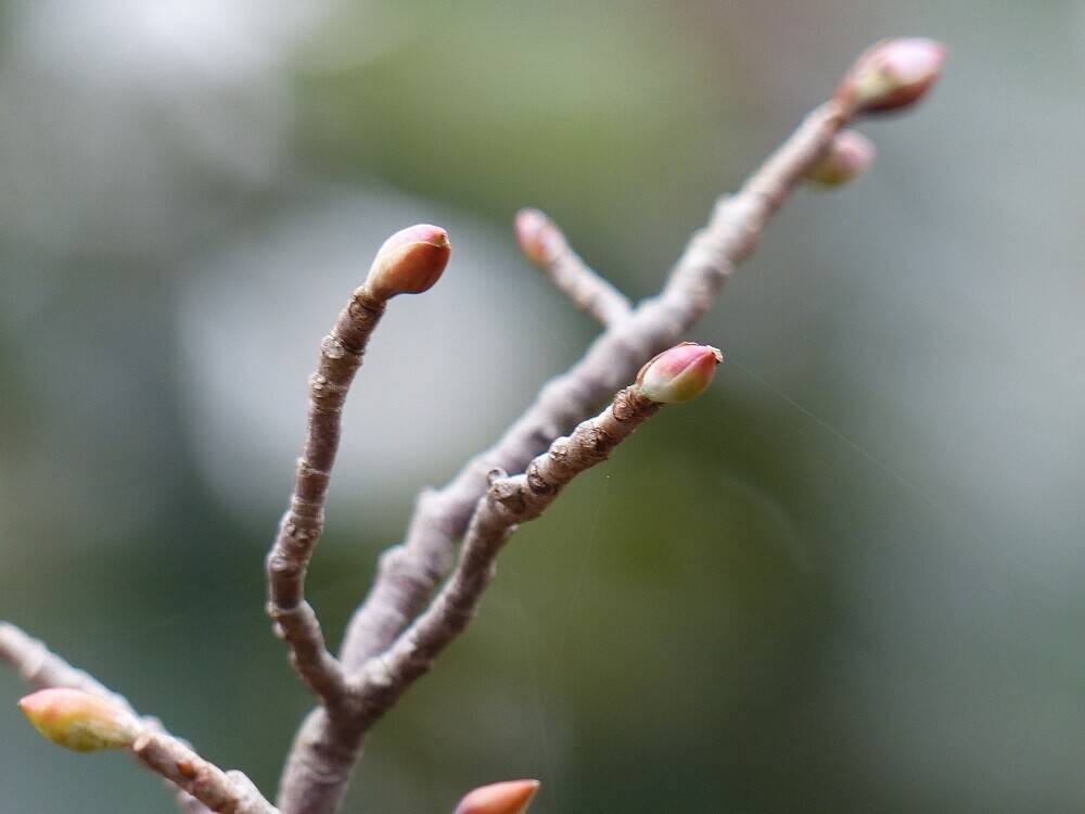 P1550458 - コピー.jpg