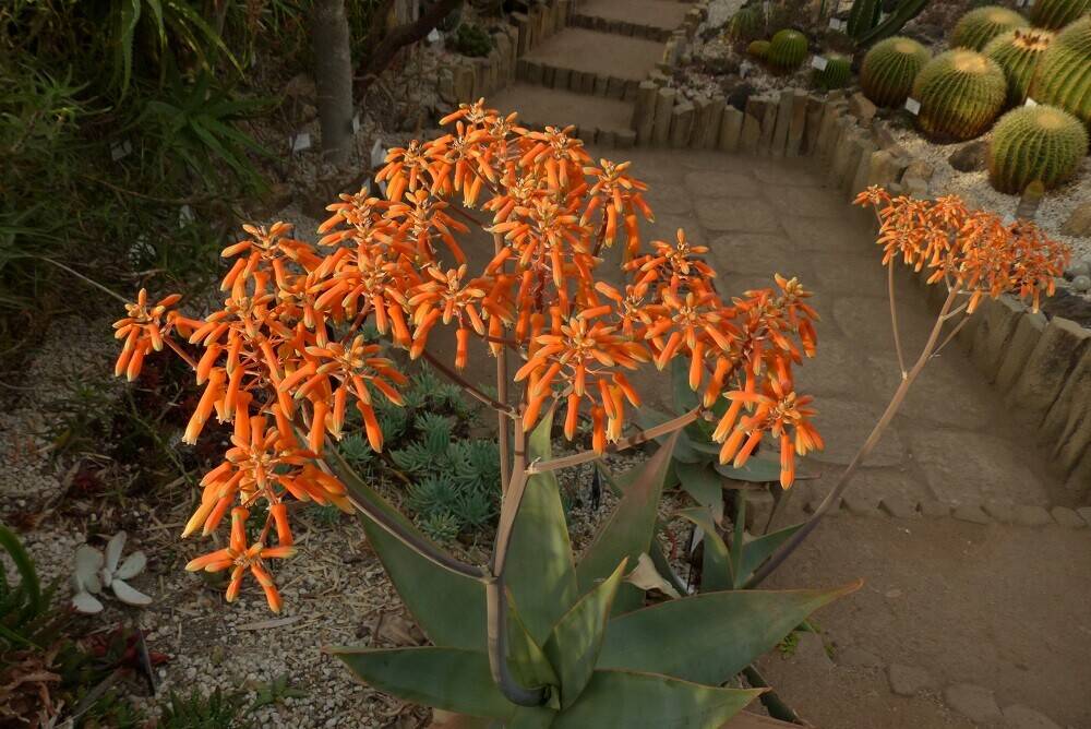 アロエの花 ロウバイの花 ブログ こども植物園公式サイト 公益財団法人 横浜市緑の協会