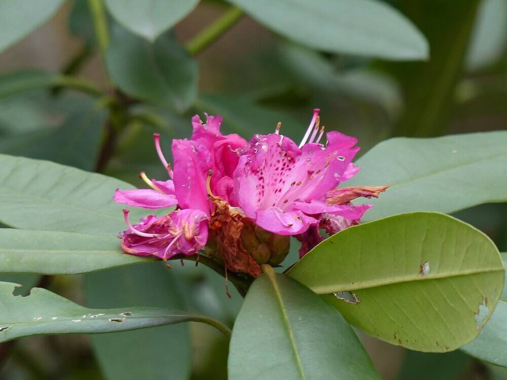 P1550462 - コピー.jpg