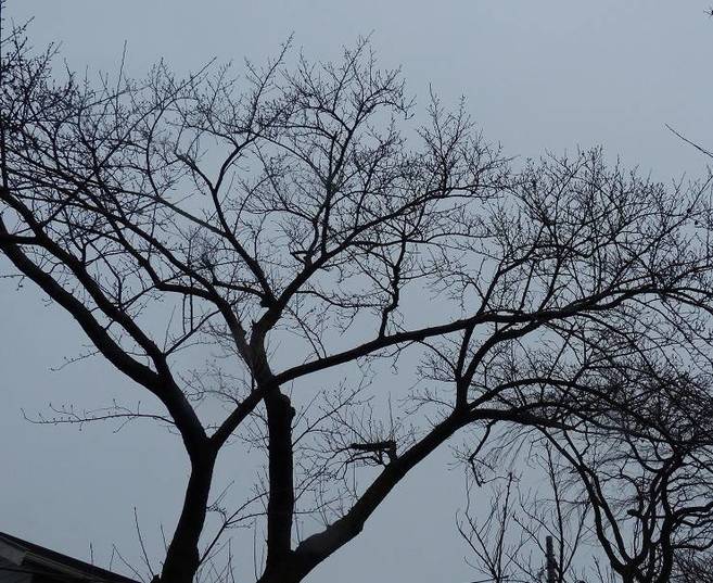 ソメイヨシノはつぼみ固しの写真