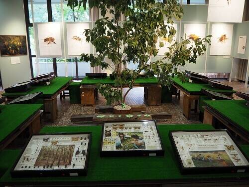 「昆虫と植物展」のお知らせの写真