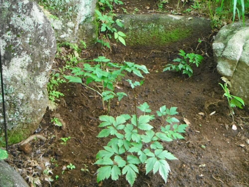 DSCF2198 - コピー.jpg