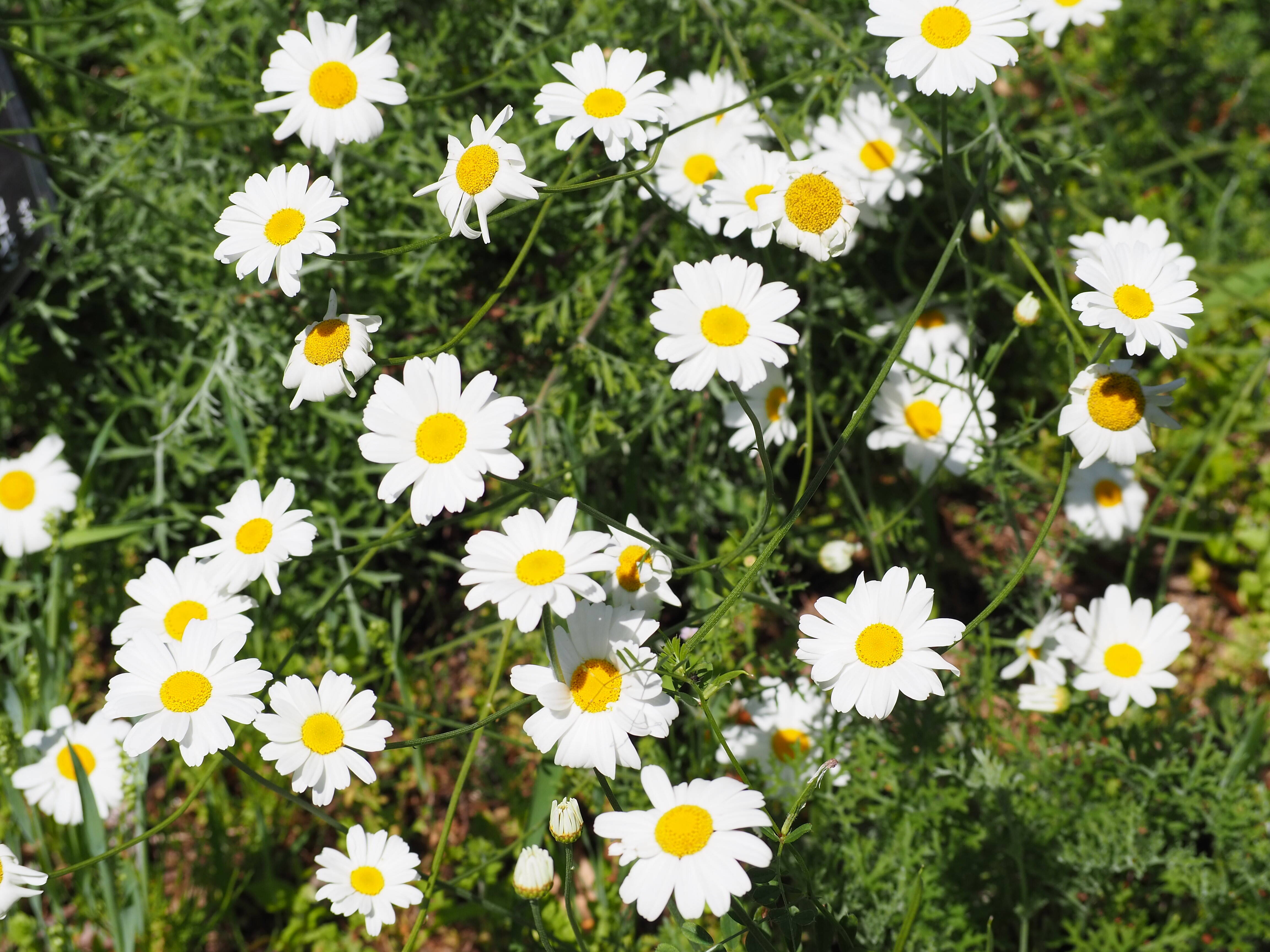 P5030013 - コピー.jpg