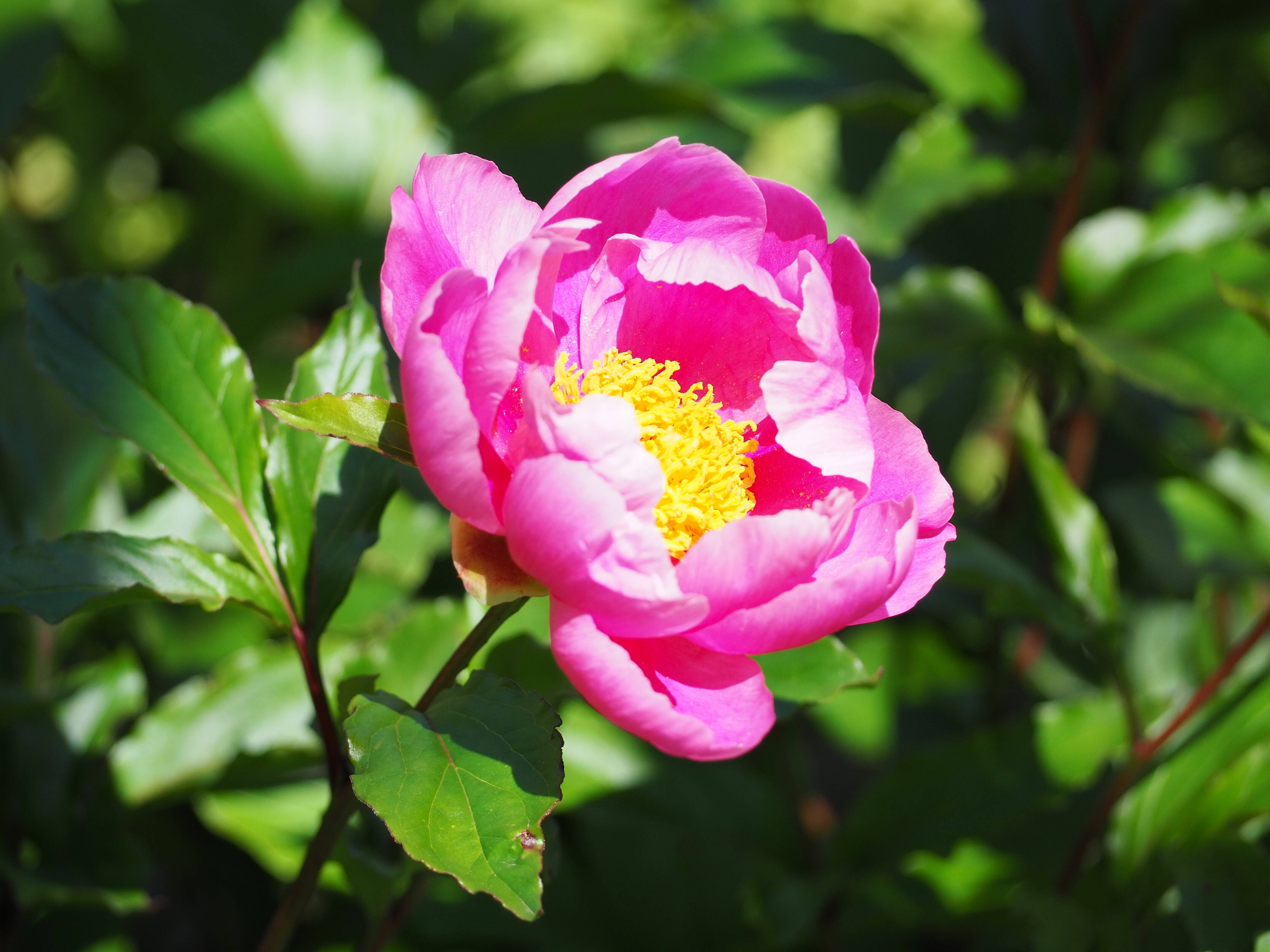 P5030008 - コピー.jpg