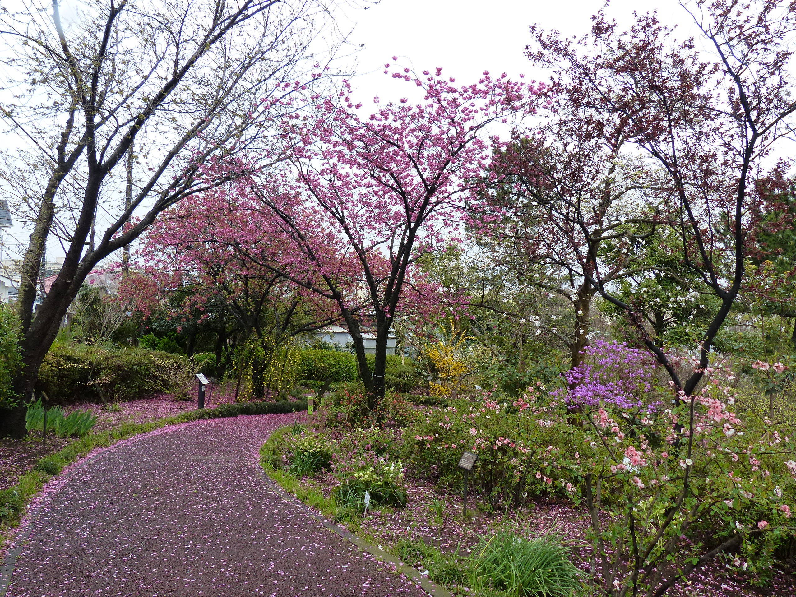 花びらの落ちた花木園.jpg
