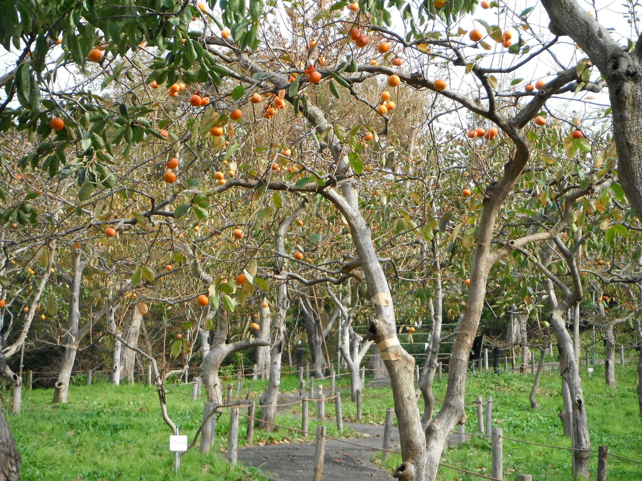 散策ガイド こども植物園公式サイト 公益財団法人 横浜市緑の協会
