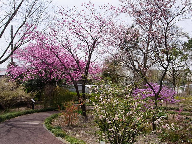 散策ガイド こども植物園公式サイト 公益財団法人 横浜市緑の協会