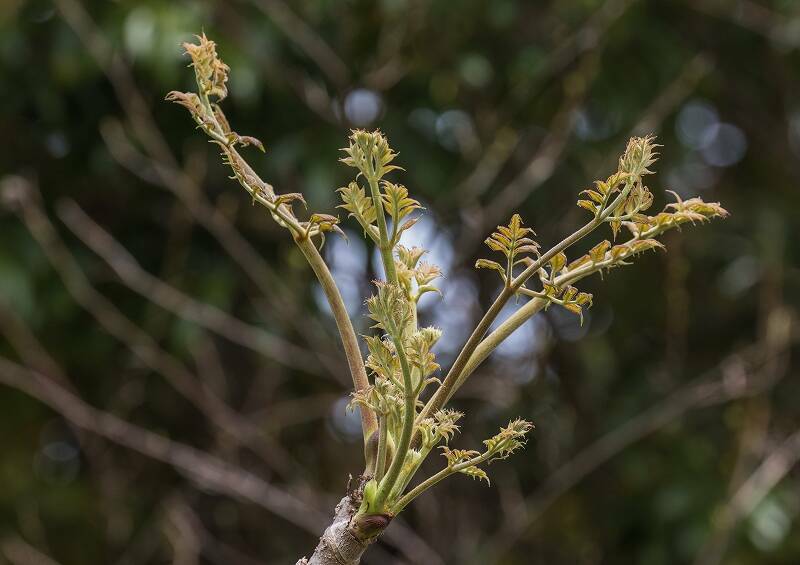 タラノキ 薬草園 植物紹介 こども植物園公式サイト 公益財団法人 横浜市緑の協会