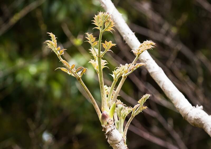 タラノキ 薬草園 植物紹介 こども植物園公式サイト 公益財団法人 横浜市緑の協会