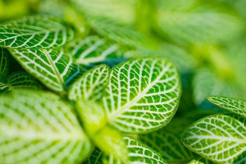 緑化推進トップ画像2