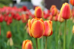 チューリップ球根植え付け隊募集～こんにゃく芋堀り体験も～