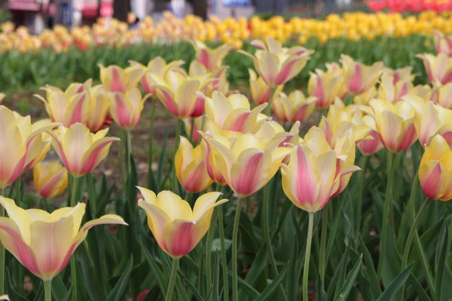 第41回よこはま花と緑のスプリングフェア 2019の写真