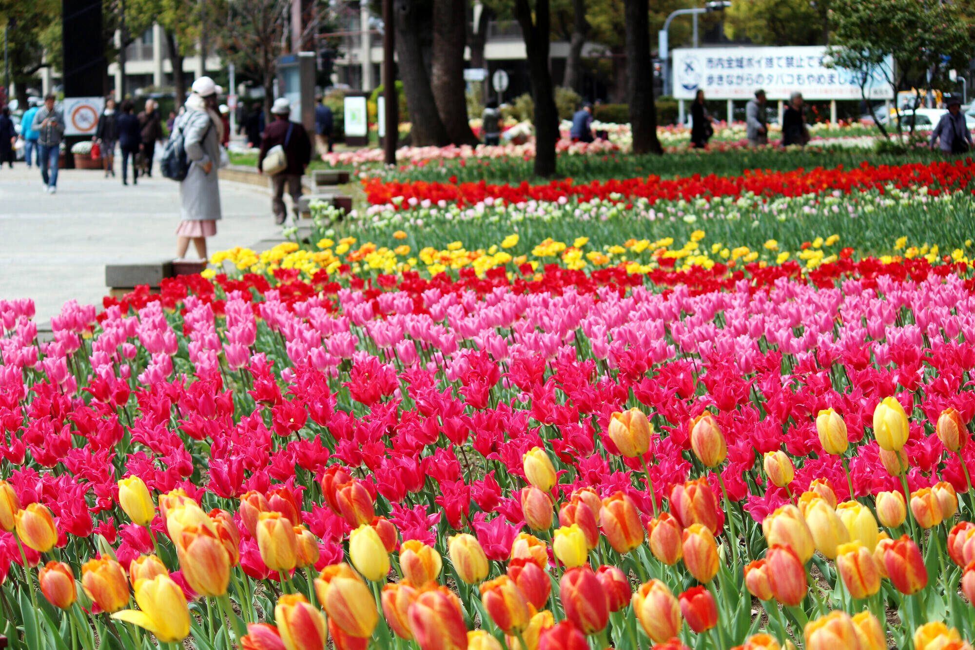 【出展者募集】第42回よこはま花と緑のスプリングフェア 2020の写真