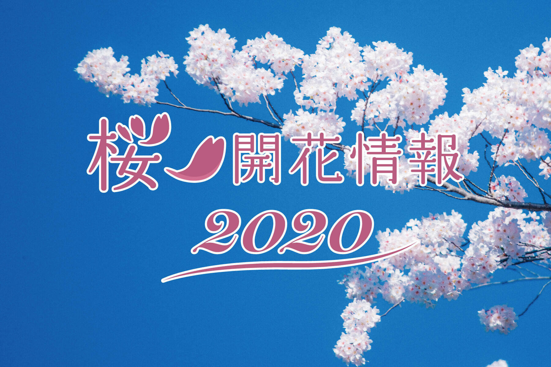 桜 開花情報2020の写真