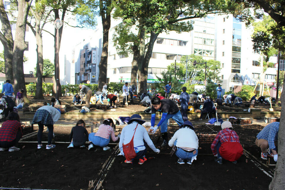 チューリップ球根の植付けリサイズ.jpg