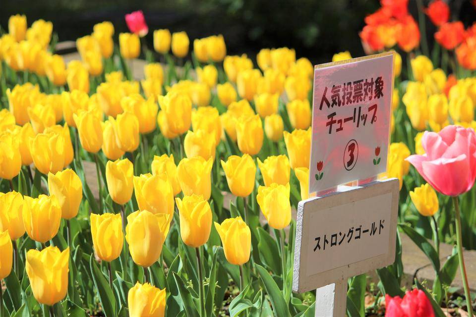 チューリップ人気投票の様子2019.jpg
