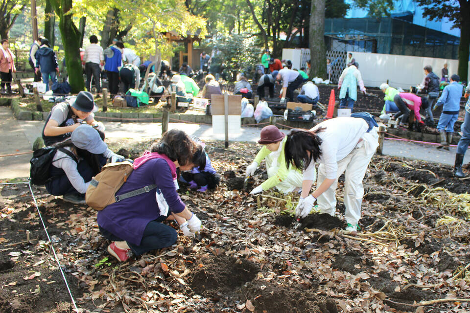 こんにゃく芋堀りリサイズ.jpg