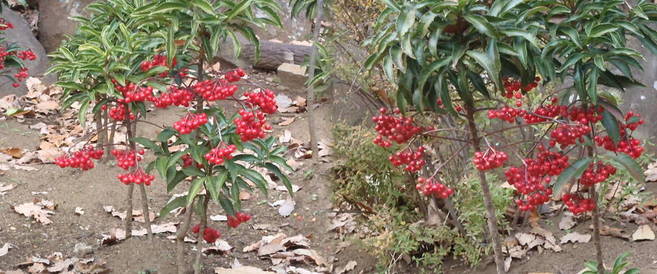 【馬場花木園】赤い実の写真