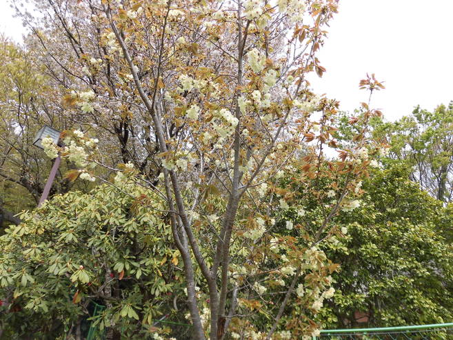 【馬場花木園】珍しい黄緑色の桜が開花の写真