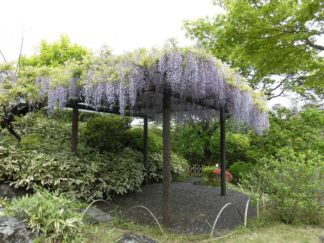【馬場花木園】平成最後の日、フジの花が満開です。の写真