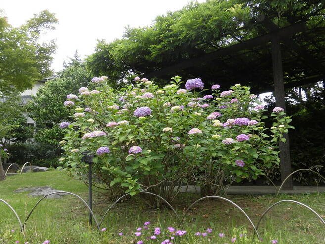 アジサイの花がもうすぐ見ごろです。の写真