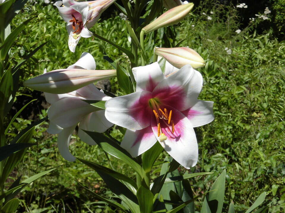 ユリの花が咲いています ブログ 馬場花木園公式サイト 公益財団法人 横浜市緑の協会