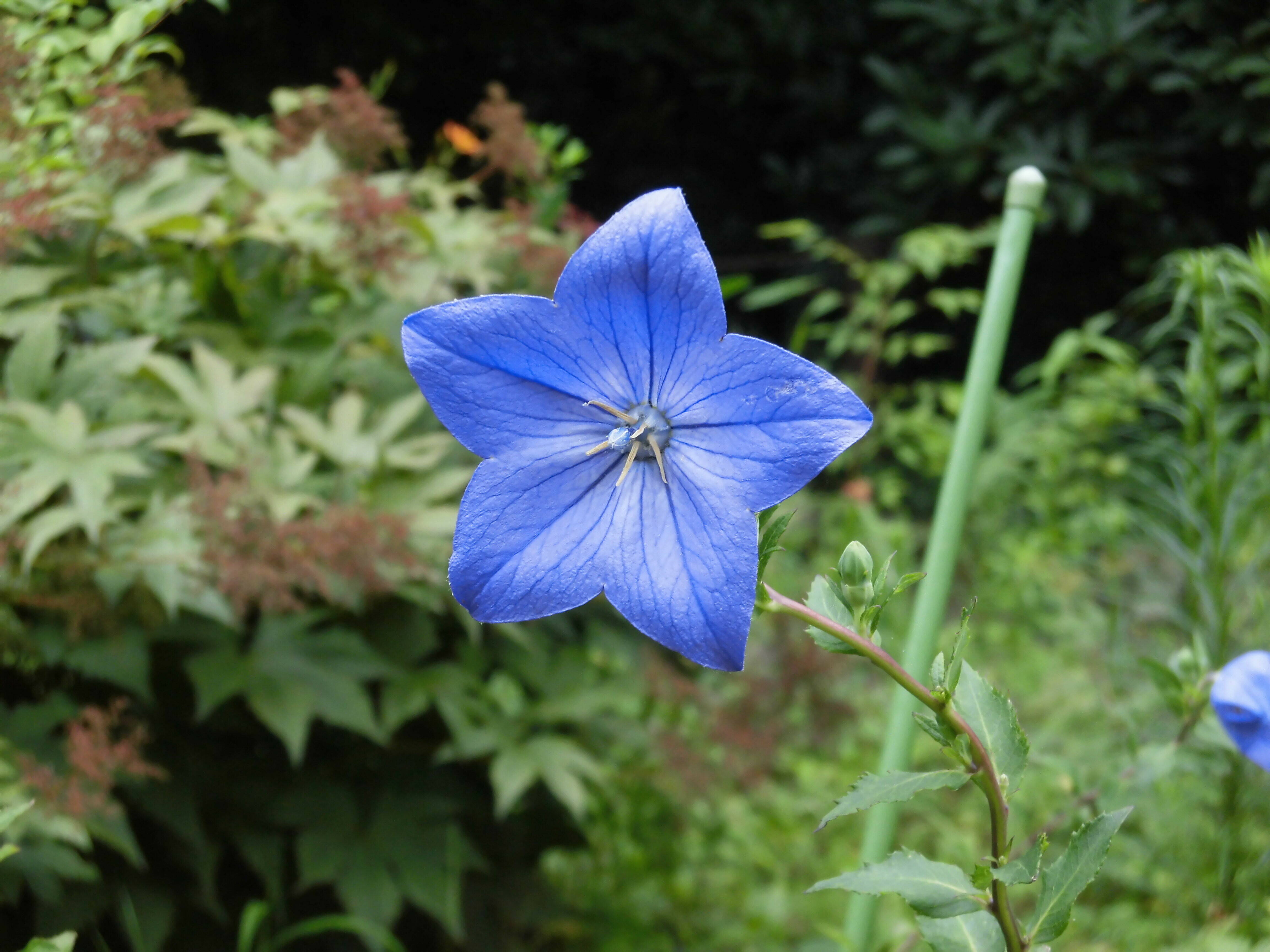 キキョウの花がきれいです ブログ 馬場花木園公式サイト 公益財団法人 横浜市緑の協会