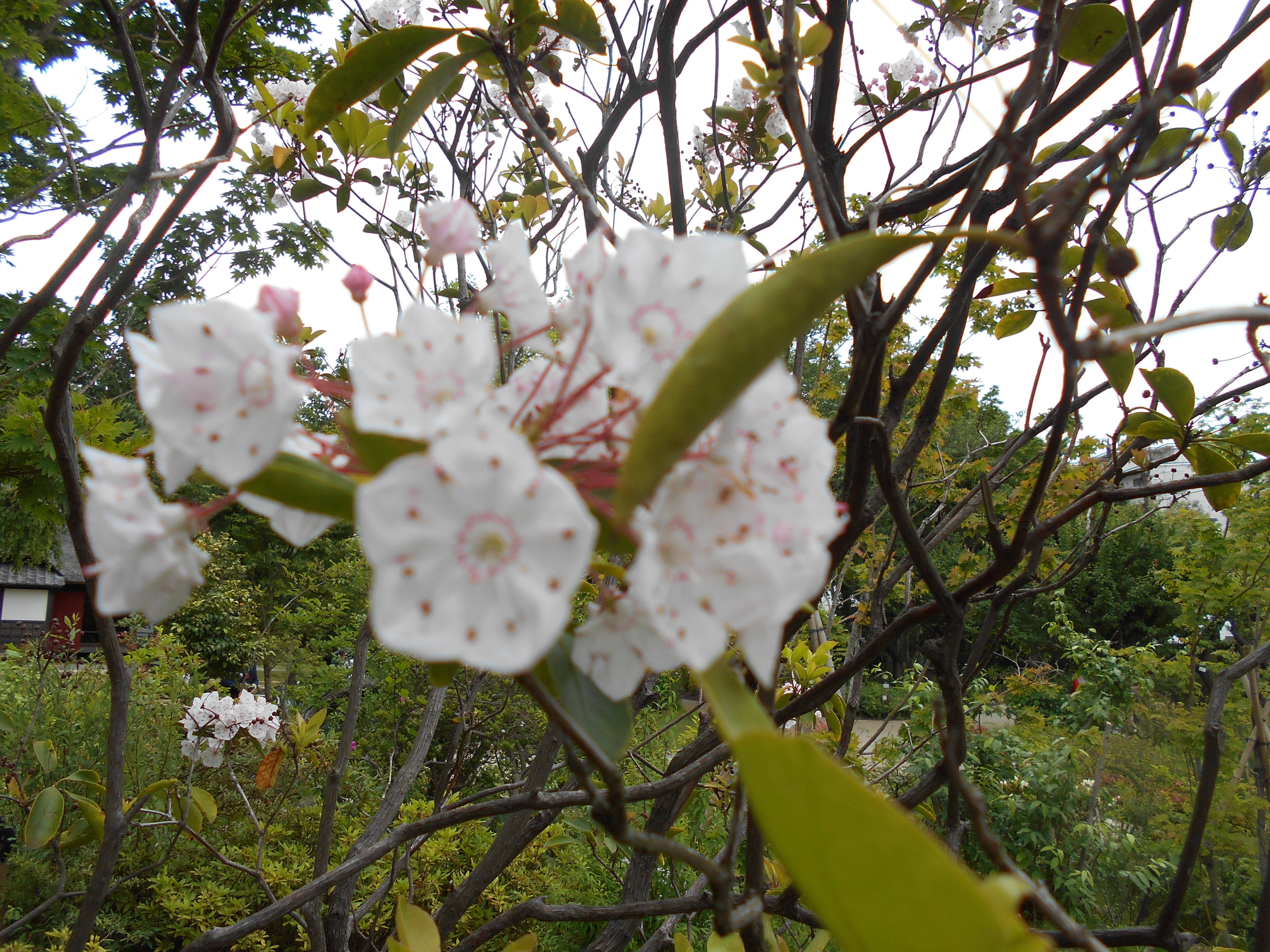 カルミアの花が咲いています ブログ 馬場花木園公式サイト 公益財団法人 横浜市緑の協会