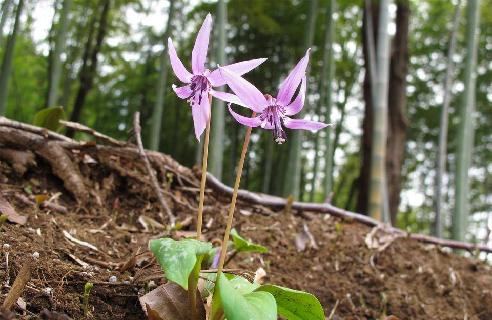 馬場花木園_山野草エリア.jpg