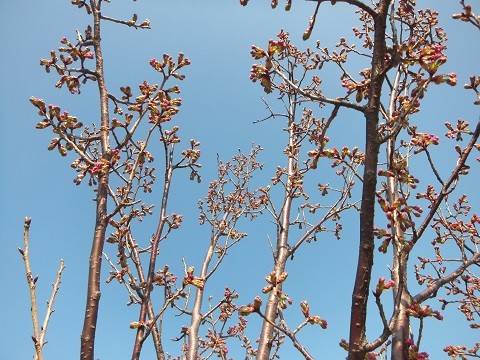 人生色々、桜も色々の写真