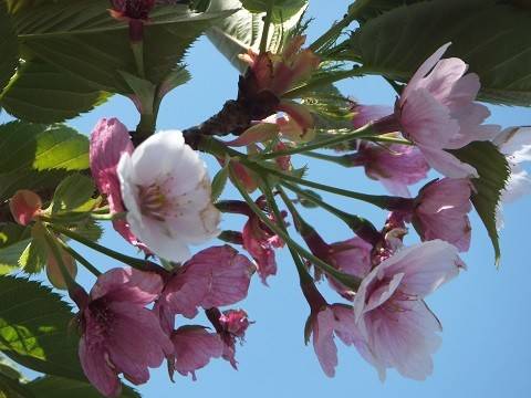 葉桜も又良しの写真