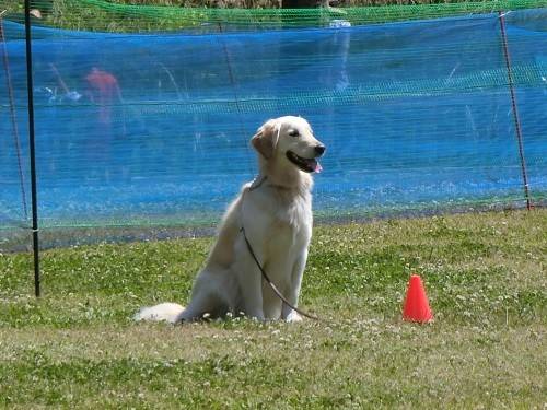 犬の運動会の写真