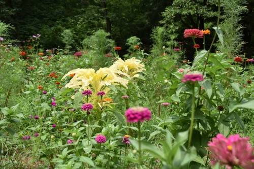 お花畑の現在 ブログ 横浜市児童遊園地公式サイト 公益財団法人 横浜市緑の協会