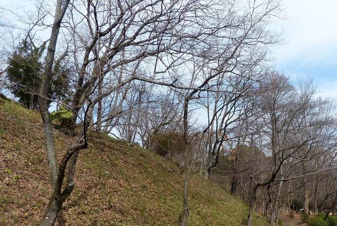 待ち遠しい桜の開花の写真