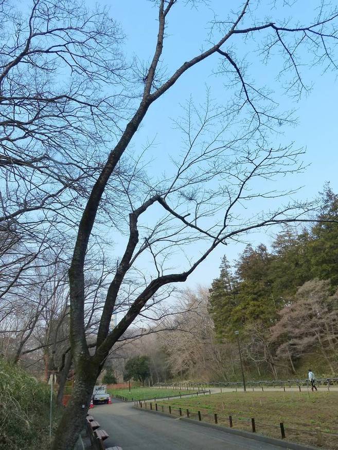 待ち遠しい桜の開花の写真