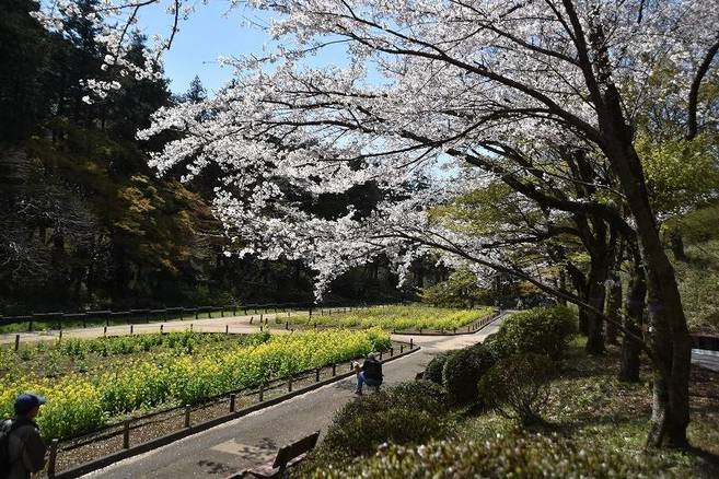 横浜市児童遊園地 桜開花情報の写真