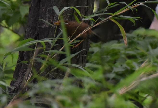 ガビチョウvsヒヨドリの写真