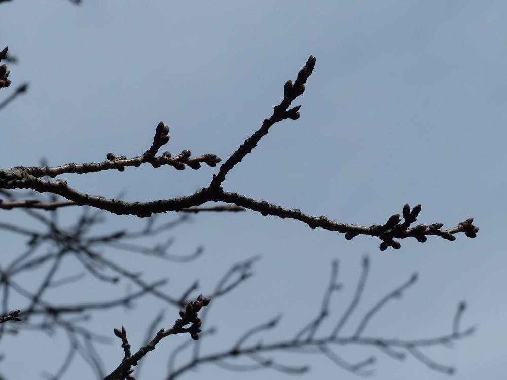 180228桜02.jpg