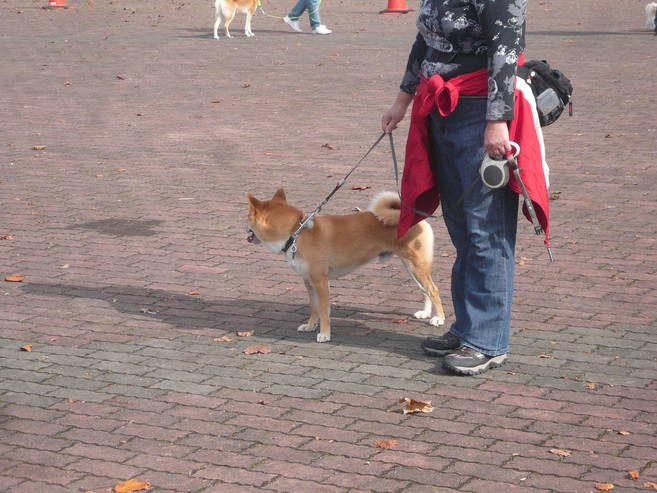 【岸根公園】愛犬のマナー教室の写真