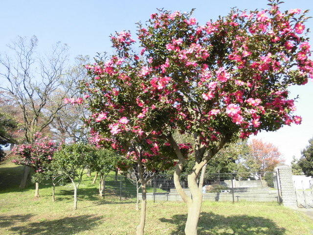 岸根公園 山茶花 さざんか ブログ 岸根公園公式サイト 公益財団法人 横浜市緑の協会