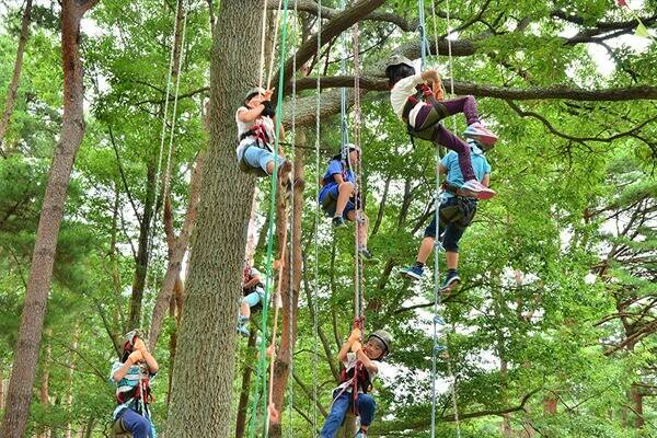 ツリークライミングの写真