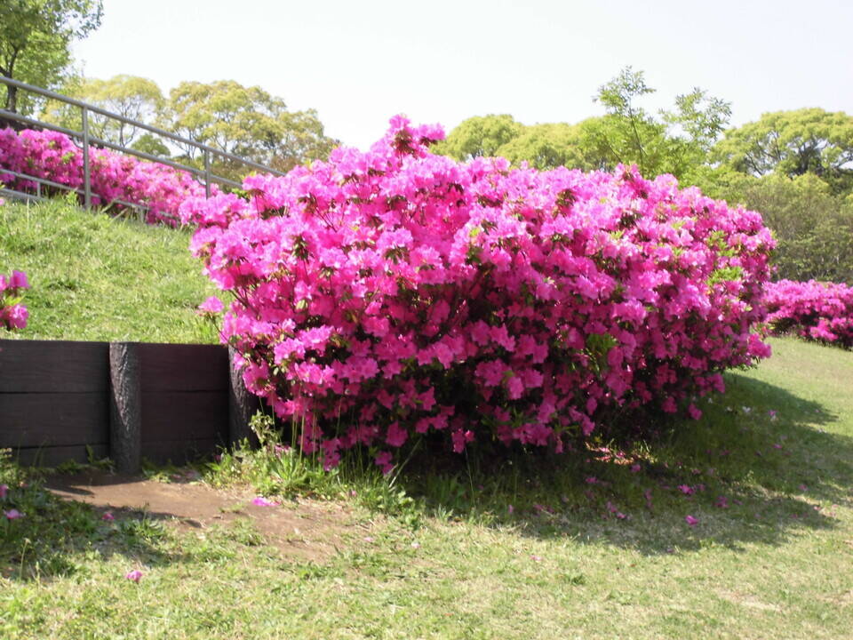 オオムラサキツツジ ブログ 岸根公園公式サイト 公益財団法人 横浜市緑の協会