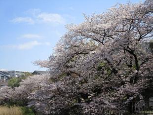 桜開花情報(2023年3月29日)
