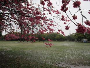 桜開花状況 (2023年3月25日)